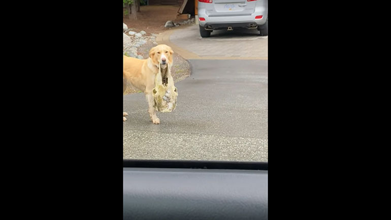 Όταν ο σκύλος το παρακάνει με τα κόκαλα…